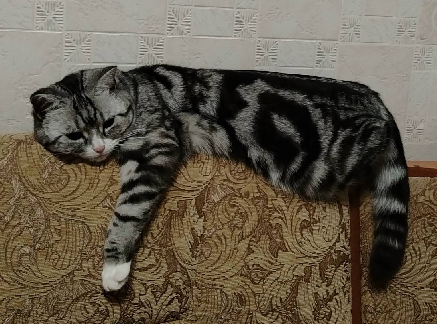 Пропала домашняя кошка, Новая