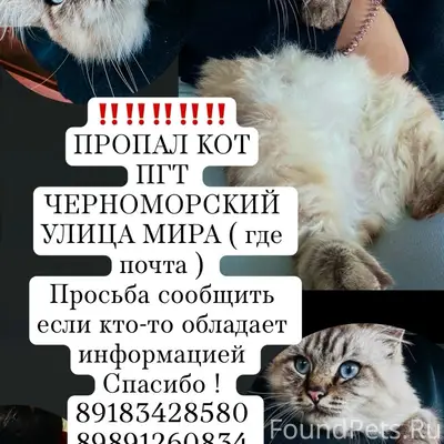 Пропал кот, без ошейника
