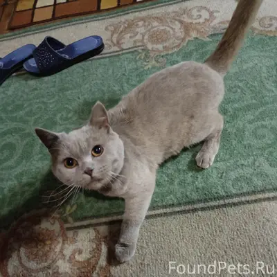 Найден кот, предположительно породистый