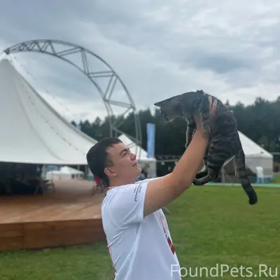 Найден кот, локация «Колокольчик»