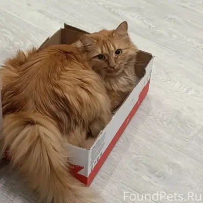 Пропал кот, район ул. Почтовой