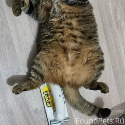 Пропала кошка Бася, 6 мкр 1 д