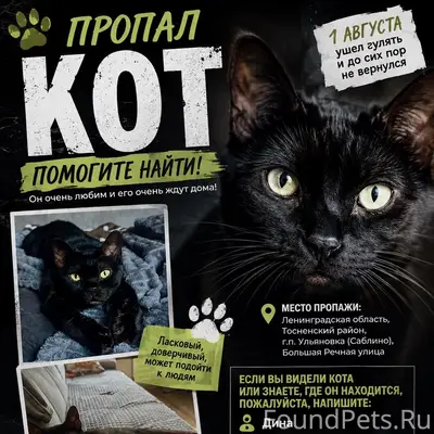 Пропал чёрный кот, Саблино и Ленинградская область