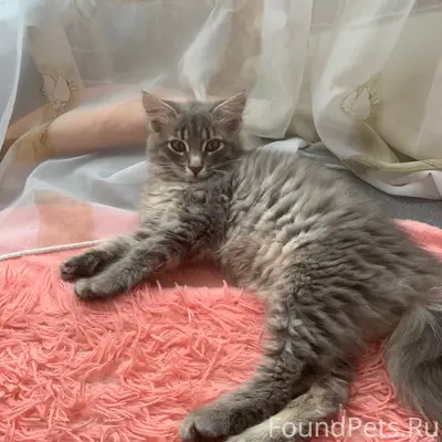 Найдена кошка-метис мейн-куна, Чусовой