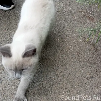 Пропала сиамская кошка, ул. Школьная