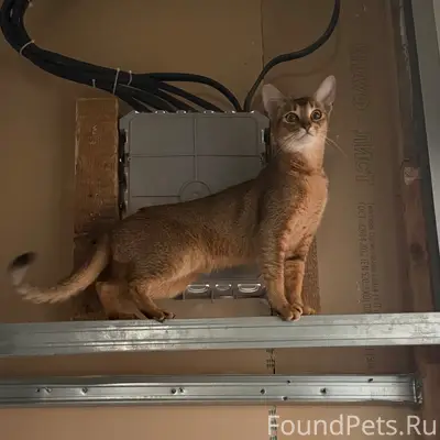 Пропала кошка, район Герцена/Клары Цеткина