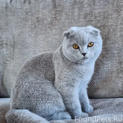 Пропал шотландский вислоухий кот Филя, микрорайон Жидилова