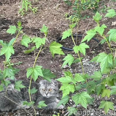 Пропал кот