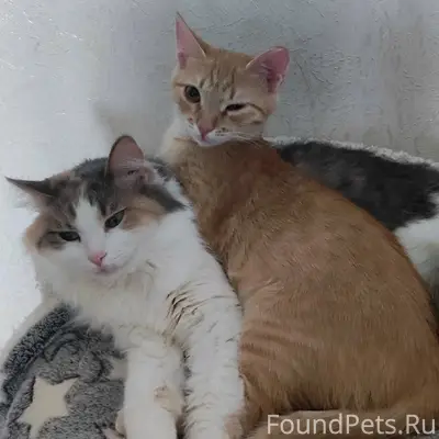 Пропала рыжая кошка, ул. Пушанина