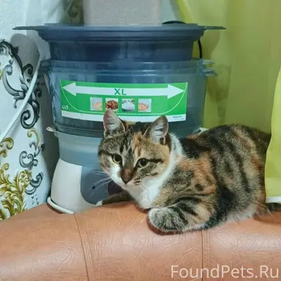 Пропала кошка, в районе центра