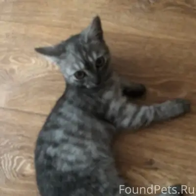 Найден котёнок, Комарова