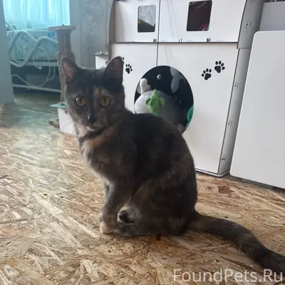 Пропала кошка Мия, Ломоносова 78