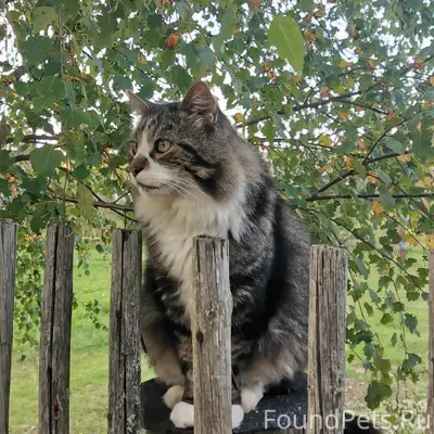 Пропал кот Яша, д. Михайловская
