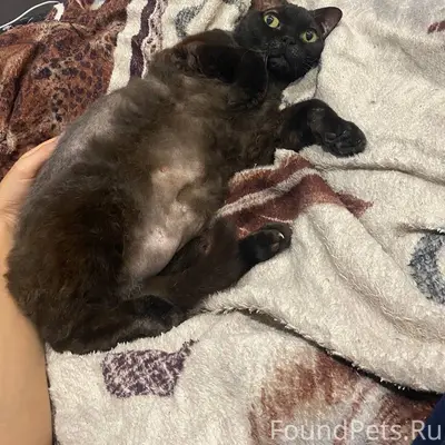 Пропала кошка Фродя, микрорайон Южный