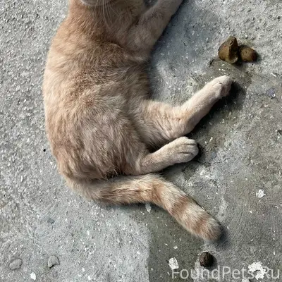 Найдена кошка, Грибачева 5