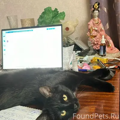 Пропала кошка Ника, район магазина «Абсолют»