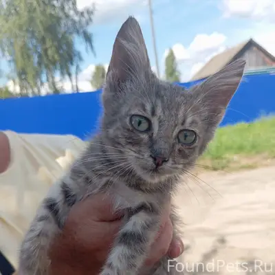 Найден котёнок-мальчик, Умет