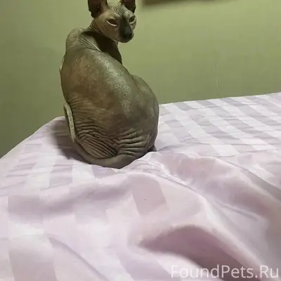 Найден сфинкс, Северная сторона
