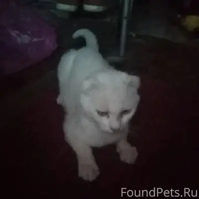 Найден вислоухий кот, район Крымская - Чапаева