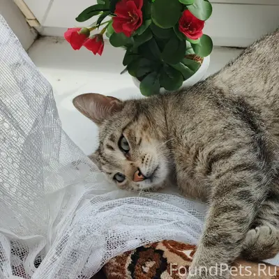 Пропал кот Кузя, серого окраса, без хвоста