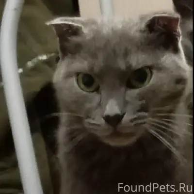 Пропала кошка Нюша, район Ж. Д. Вокзала