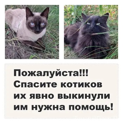 Найдены ласковые коты, сиамский и чёрный