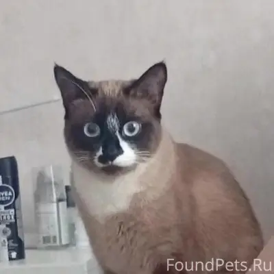 Пропала кошка, район Гайдара 15