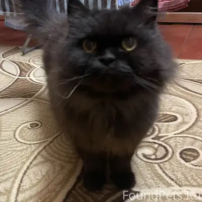 Найдена кошка, место не указано
