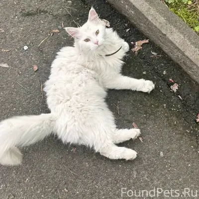 Найдена кошка мейнкун, без клички