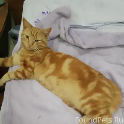Пропал кот