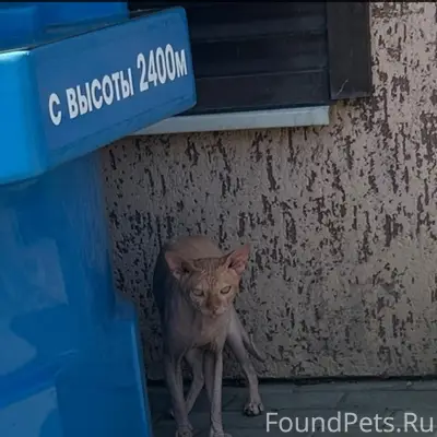 Найден кот, улица Красная