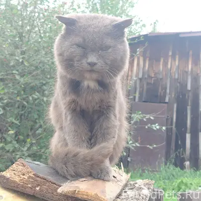 Найден кот, Войлочная Заимка