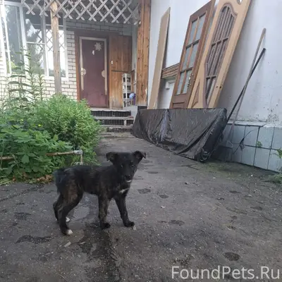 Найден щенок, улица Постышева (Автозавод)