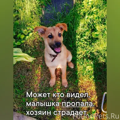 Пропала девочка-щенок, ул. Горького, г. Малоярославец