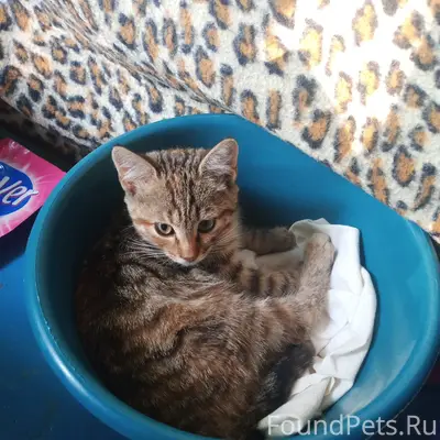 Найдена кошка, деревня Кривоборье
