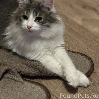 Пропал кот Люций, Слотино