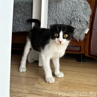 Найдена британская вислоухая кошка, Ставрополь