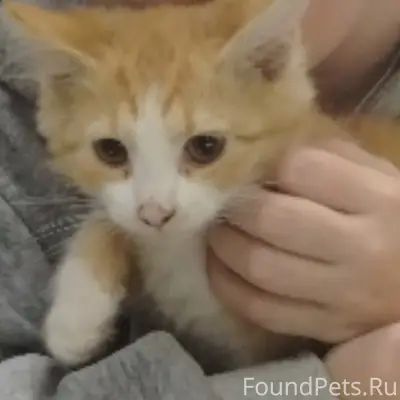 Пропал котёнок, Шалакуша