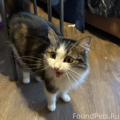 Найдена кошка, Видова 214