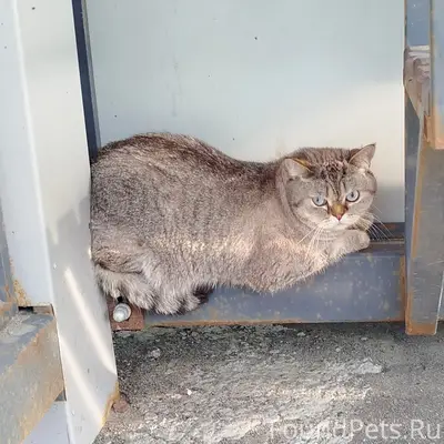 Найден кот, Первомайский район