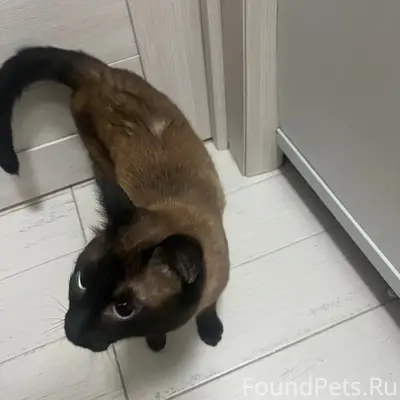 Найден кот, район Ленина 43