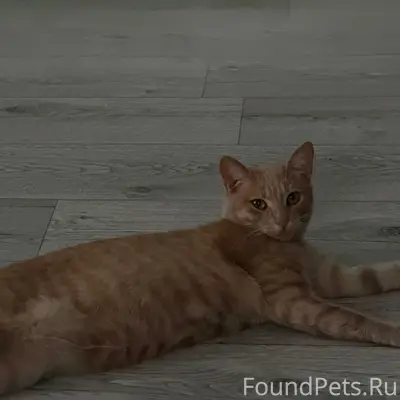 Пропал рыжий кот Лой, ул. Свободы