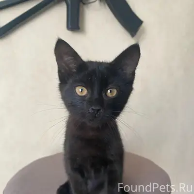 Пропал котёнок, Терещенкова