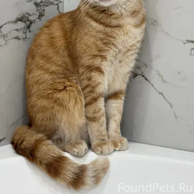 Пропал рыжий кот, Приуральский район