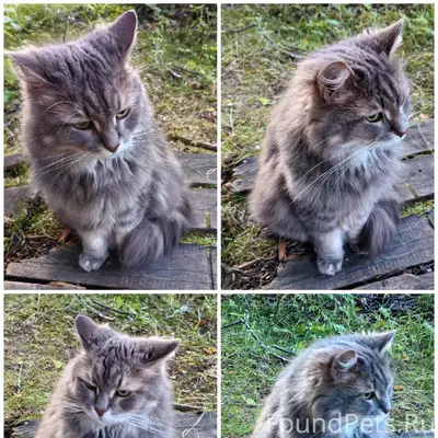 Найдена кошка, [место не указано]