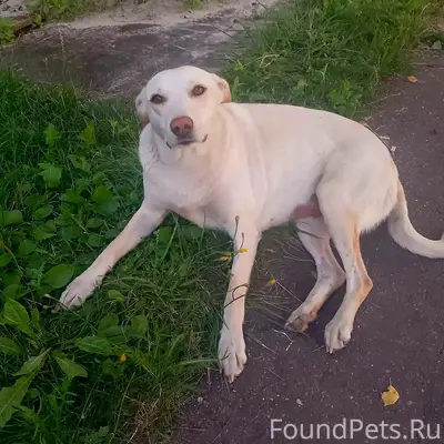 Пропала собака Белка, жд. Район