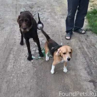 Найденны две собаки, Балахна