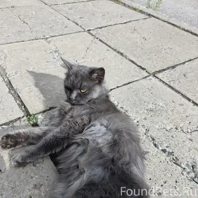 Найден кот, район ул. Морозова