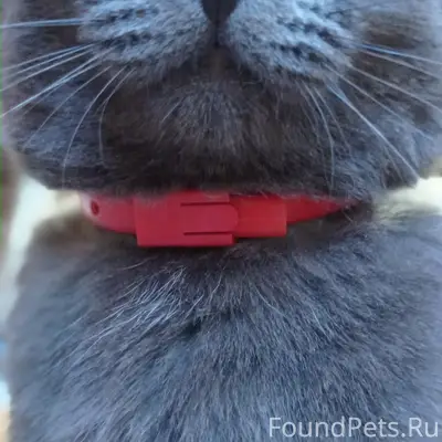 ПРОПАЛ КОТ