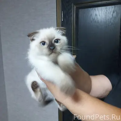 Найден котёнок, район дач на Кощих хуторах